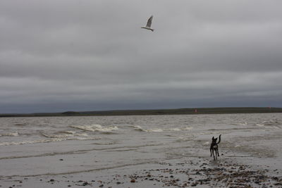 View of birds flying over beach