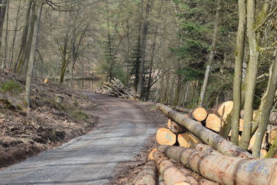 Dirt road amidst trees in forest