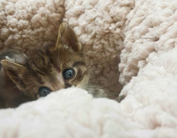 Close-up of a cat at home