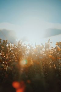 Close-up of flowering plants on field against sky