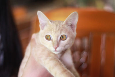 Close-up portrait of cat at home