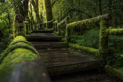 Close-up of boardwalk in forest