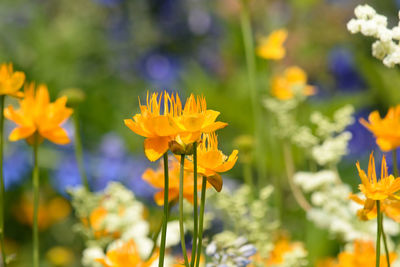 Close-up of yellow flowering plants