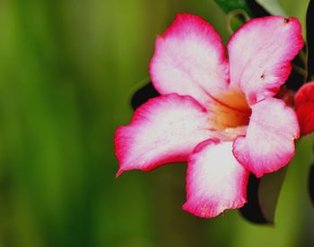 Close-up of pink flowers