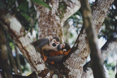 Low angle view of squirrel on tree