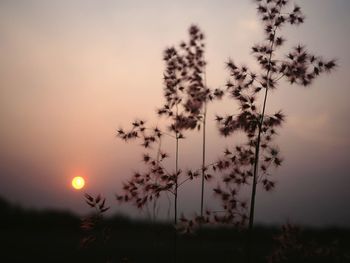 Silhouette plants growing on field against sky during sunset