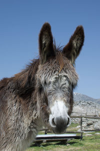 Close-up of a horse against the sky