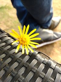 Low section of person on yellow flower