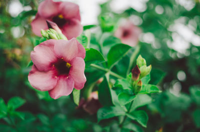 Close-up of pink flowering plant