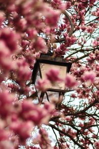 Low angle view of pink flowering tree