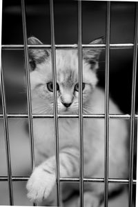 Close-up of cat in cage