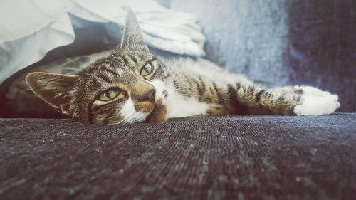 Portrait of cat lying on bed at home