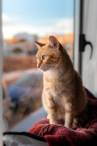 Close-up of a cat looking away