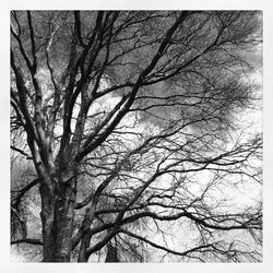 Low angle view of bare trees