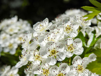 Close-up of white cherry blossoms