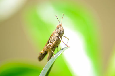 Close-up of insect