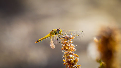 Close-up of dragonfly on flower