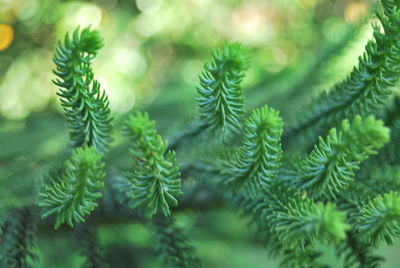 Close-up of leaves