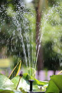 Close-up of wet plant