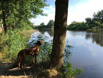 Dog in a lake