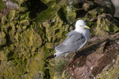 Seagull perching on rock