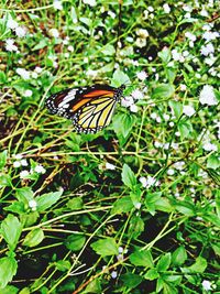 Close-up of butterfly on leaf