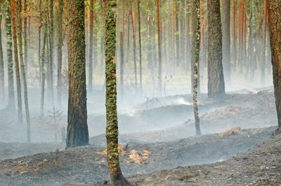 Trees growing in forest