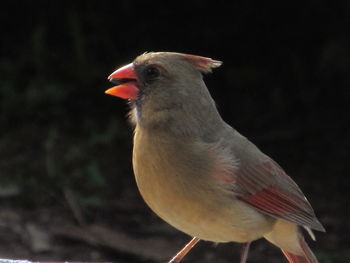 Close-up of bird perching outdoors