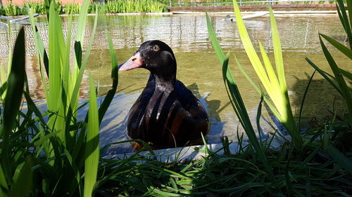 Black swan swimming on lake