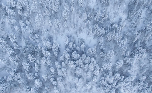 Full frame shot of forest during winter