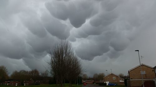 Cloudy sky over trees