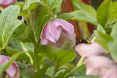 Close-up of pink flowering plant