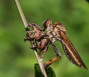 Close-up of insect on plant