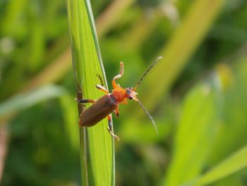 Close-up of insect on plant