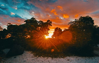 Sunlight streaming through trees during sunset