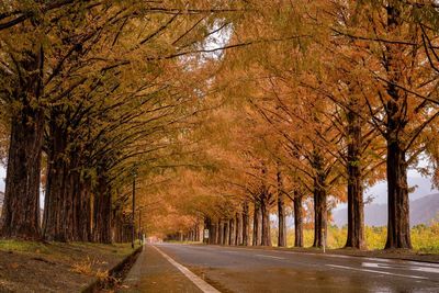 Empty road amidst trees during autumn