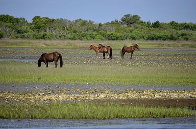 Horses in a field