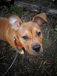 Portrait of dog on field