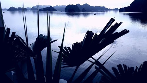 Reflection of trees in water