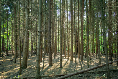 View of trees in forest