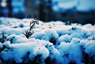 Snow covered trees