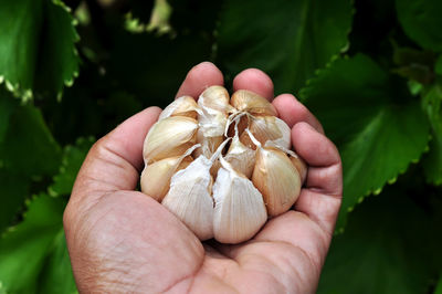 Garlic in hand with green leaf background