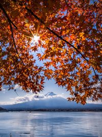 Autumn tree by lake against sky