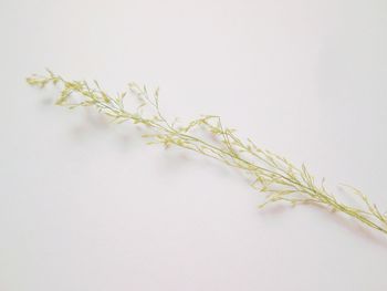 Close-up of plant against white background