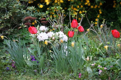 Close-up of red flowers blooming in field