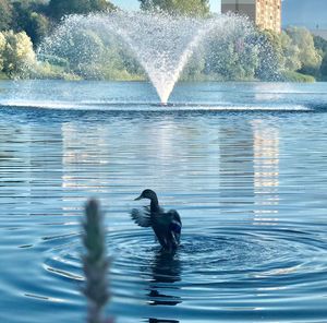 Duck swimming in lake