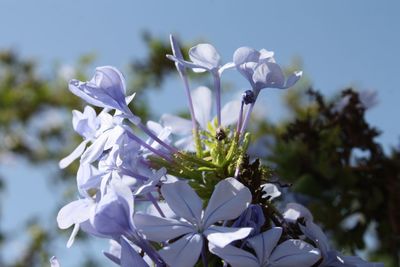 Close-up of flowers against sky