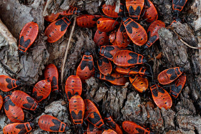 High angle view of an animal on tree trunk