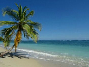 Palm trees on beach