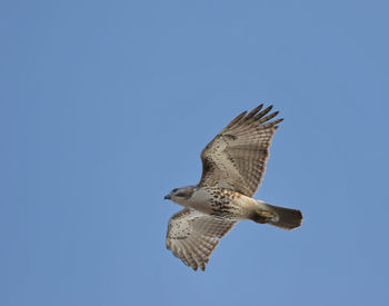 Low angle view of eagle flying against clear blue sky